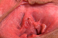 Gape My Pussy Passcode s2